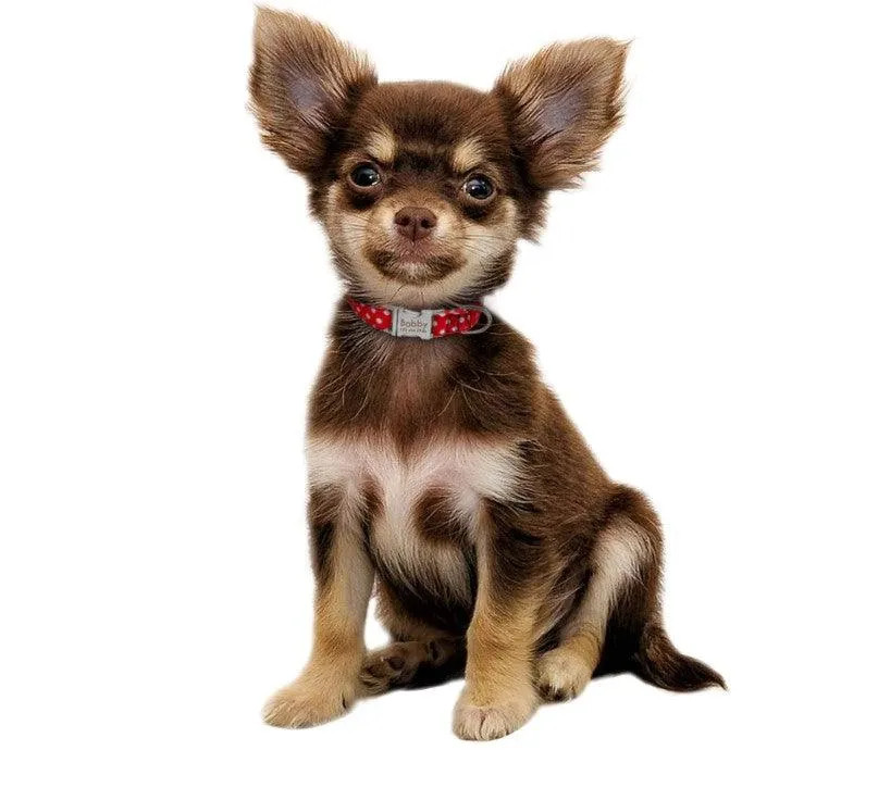 Dog's Polka Dot Collar