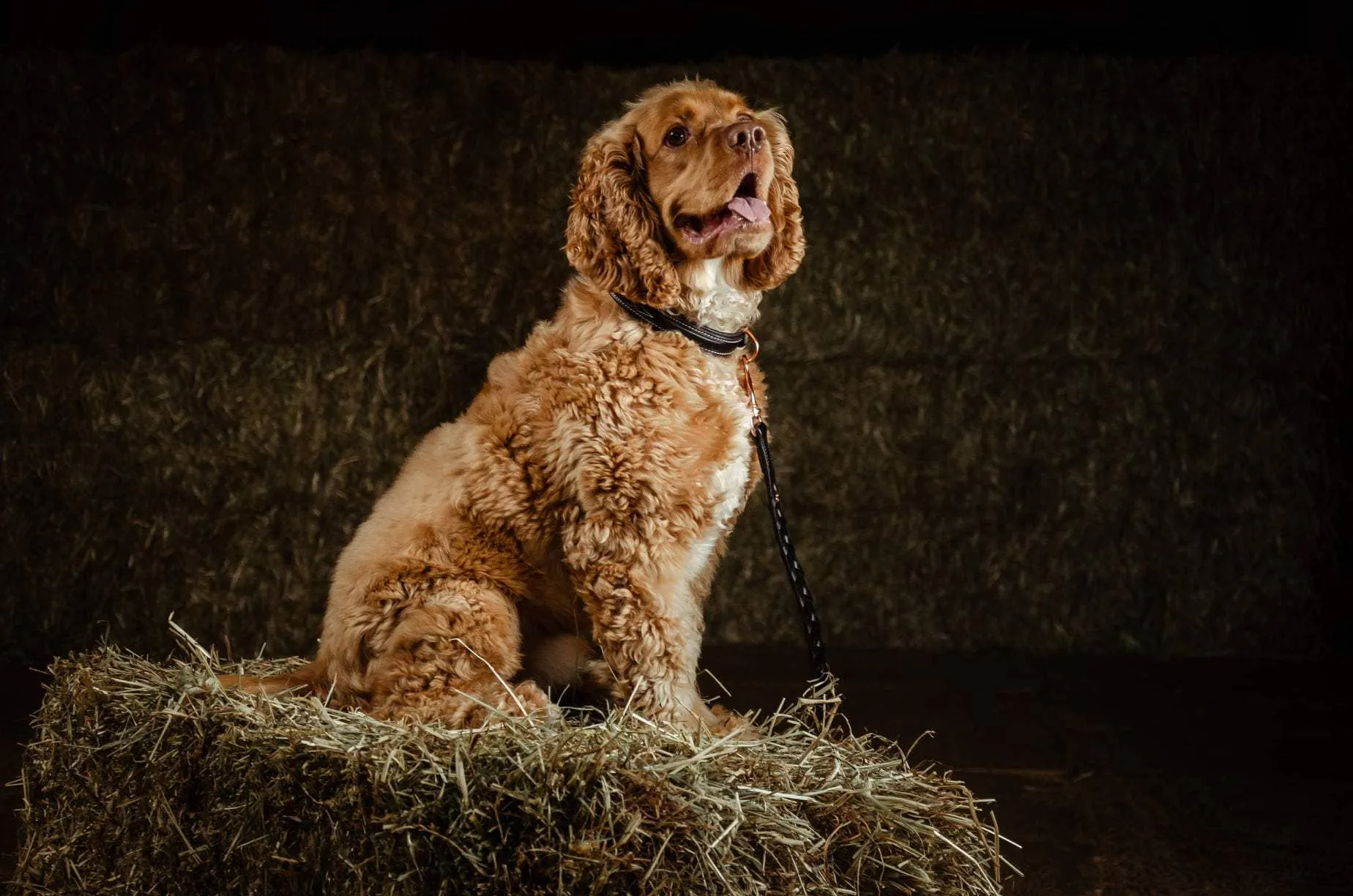 The Belmont Collar: 20 Inches / Hunter